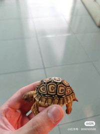 Leopard tortoise well started baby
