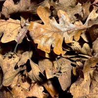 Oak Leaf Litter Victoria British Columbia Preview