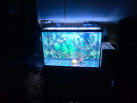 55 Gallon Fish Tank For Sale
