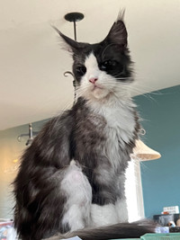 Tica Registered Maine Coon