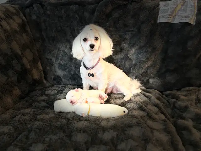 Purebred Maltese puppies in Dogs & Puppies for Rehoming in Winnipeg - Image 2