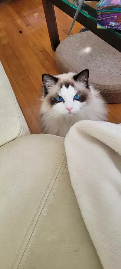 Ragdoll female 2023-11-06, View more