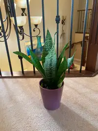 Selling  Sanseveria with fancy pot - air purifying plant