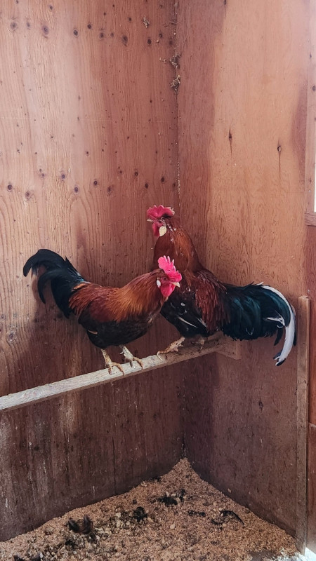 Free Roosters - all are 1 year old - ICELANDIC genetics in Livestock in Sault Ste. Marie - Image 2