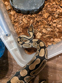 Normal ball python
