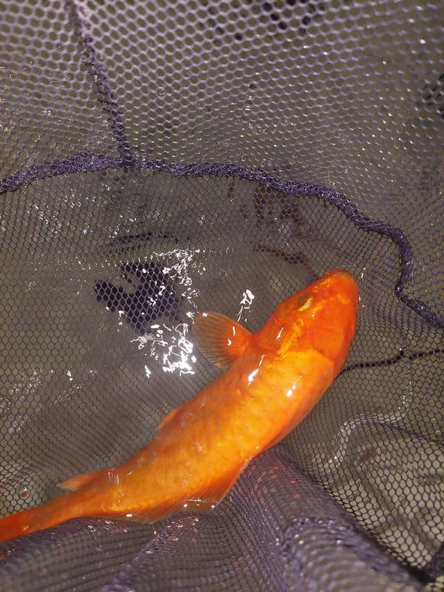 Koi for sale to good homes Fish for Rehoming Windsor Region Kijiji
