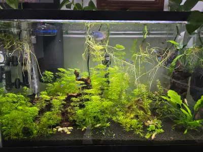 Fish, Tanks, Filters, lights For Sale, View more