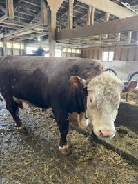 5yr old Hereford bull for sale