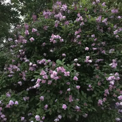 Young Lilac Trees, View more