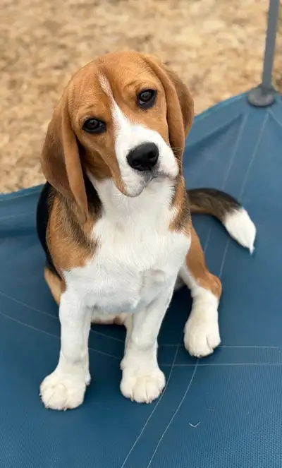 Registered Exceptional Female Beagle, View more