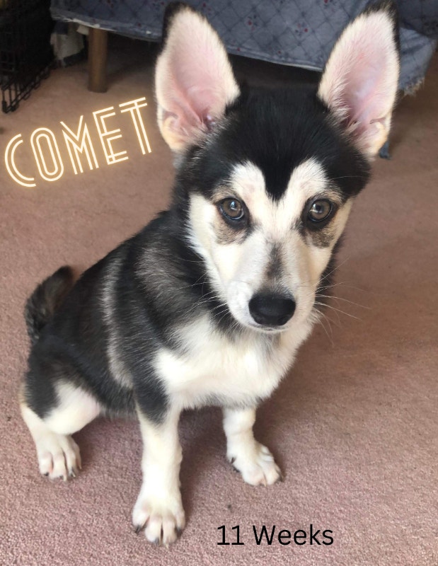 Mini Husky (fully vaccinated) Dogs & Puppies for Rehoming Ottawa
