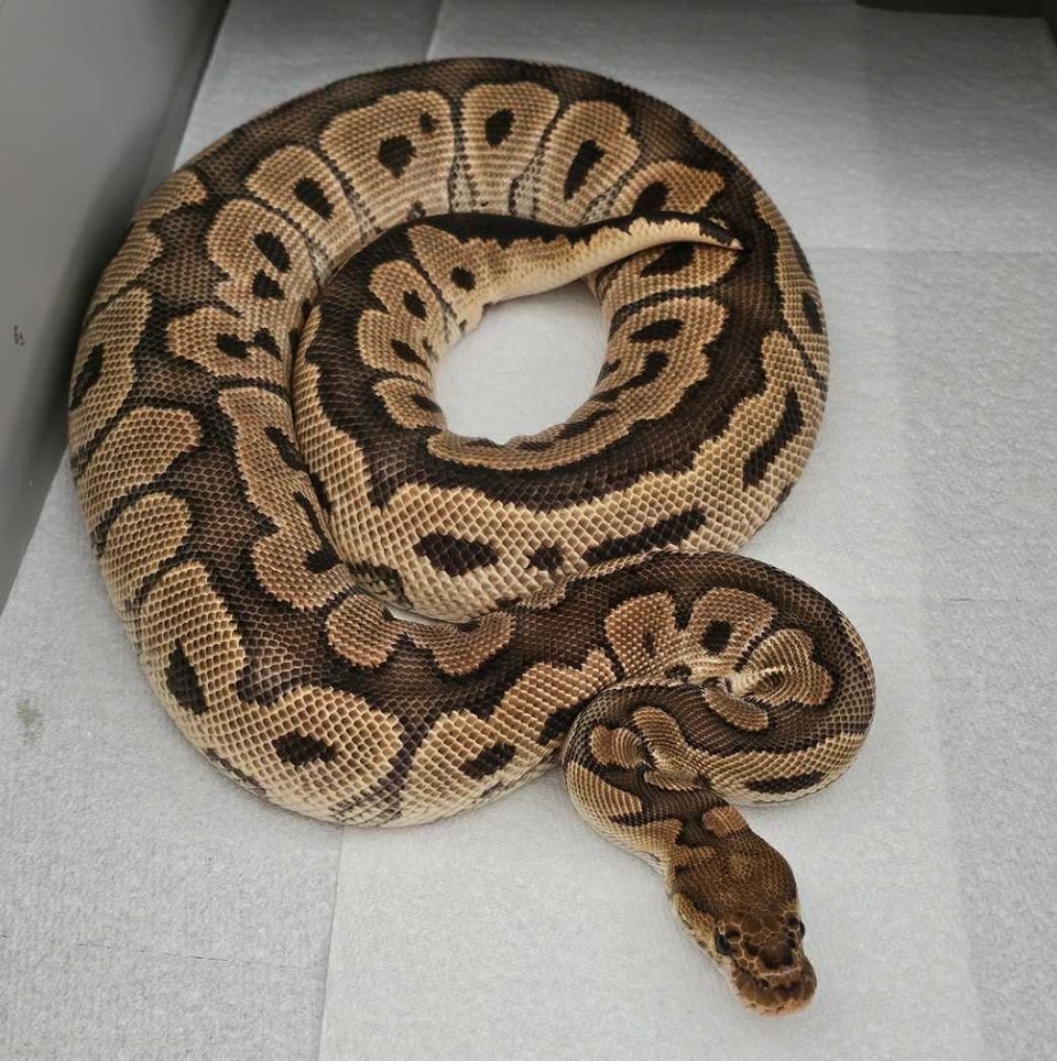 Quinn - female clown ball python | Reptiles & Amphibians for Rehoming ...