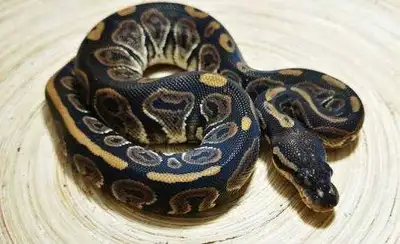 This beautiful, healthy juvenile female Ball python features a stunning, high-contrast dark pattern...