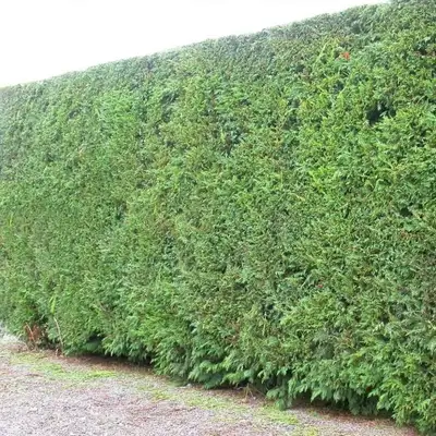 Cedar hedges, View more
