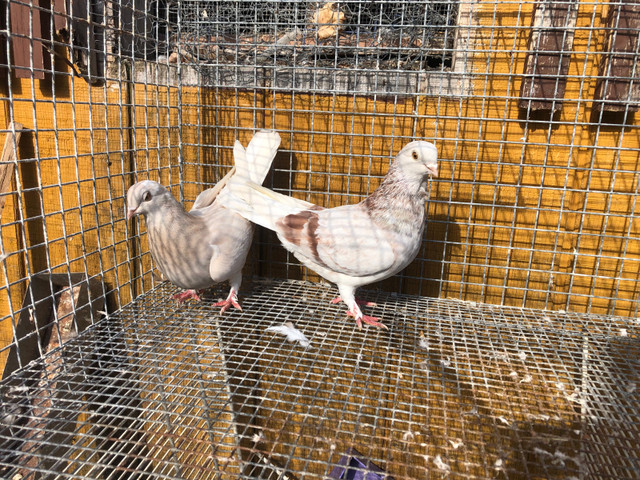 Show quality fancy and tumbler pigeons  in Birds for Rehoming in Oshawa / Durham Region - Image 3