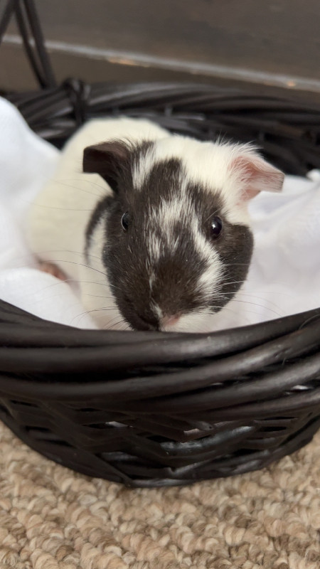 Female guinea pig in Small Animals for Rehoming in Sudbury - Image 2