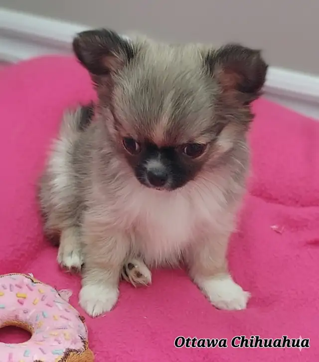 ✨️"Ottawa Chihuahua" Male Long-Coat, 3 months/1.11 lbs.! in Dogs & Puppies for Rehoming in Ottawa - Image 9