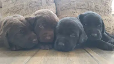 TODAY!  Puppy Visits- come meet your puppy, View more
