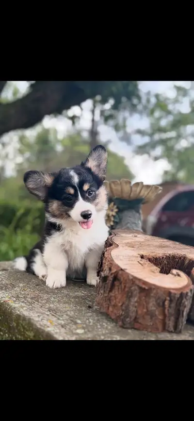 Corgi Welsh, View more