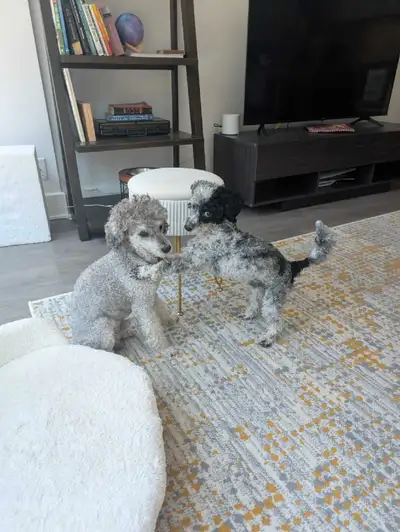 dog sitting, View more