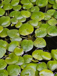 Plante flottante Amazon Frogbit