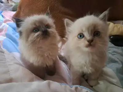 lynx ragdoll kittens, View more