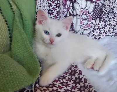 vaccinée et vermifugé half Ragdoll, View more