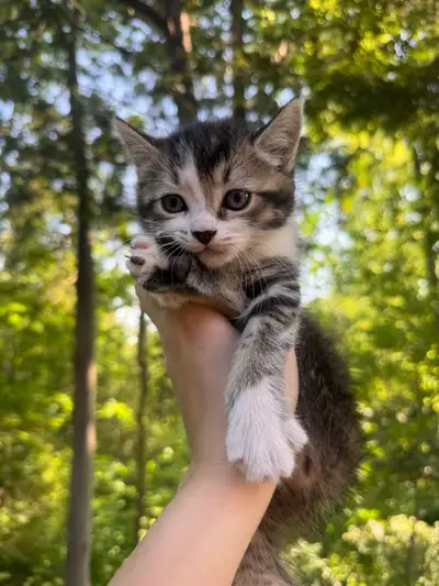 Adorable Persian mix kittens looking for their forever homes, View more