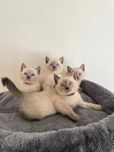 Adorable purebred blue point Siamese kittens 