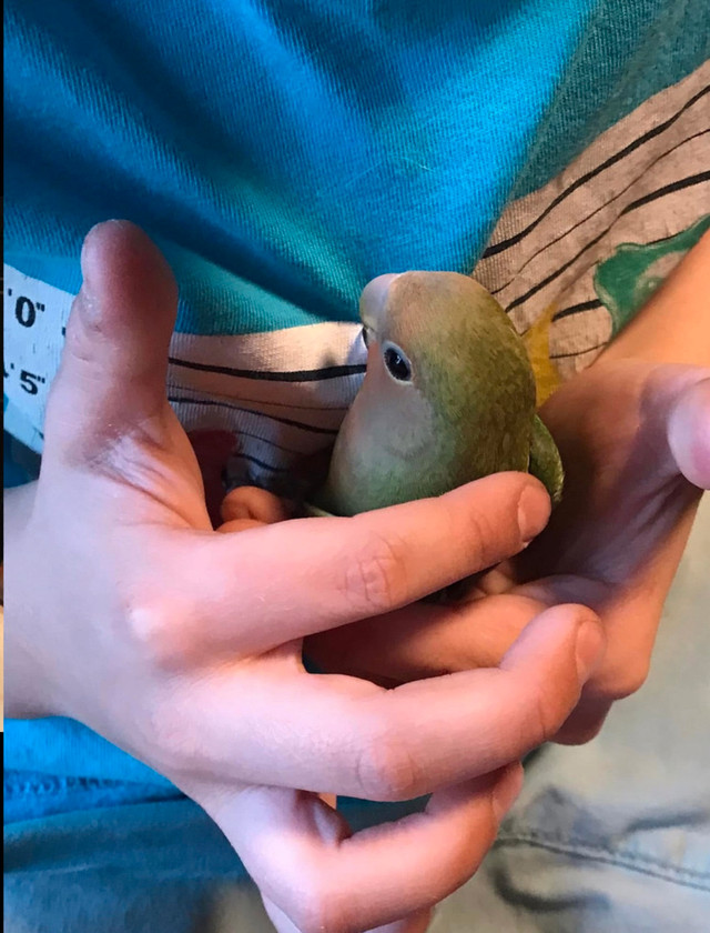 inséparable avec cage et papier  dans Oiseaux à adopter  à Laurentides - Image 2
