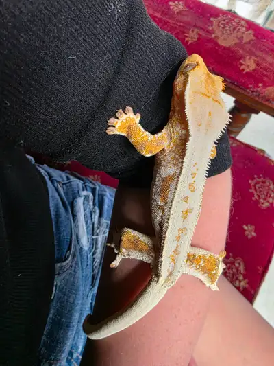 Beautiful high orange lily white fuzzy back crested gecko, View more