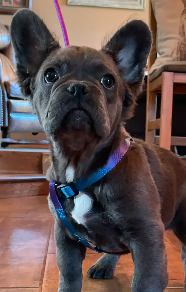 French Bulldog Puppy Blue Fluffy in Dogs & Puppies for Rehoming in Edmonton - Image 5