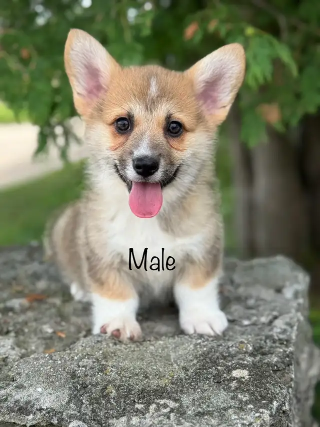 CKC Pembroke Welsh corgi pups in Dogs & Puppies for Rehoming in Mississauga / Peel Region - Image 4
