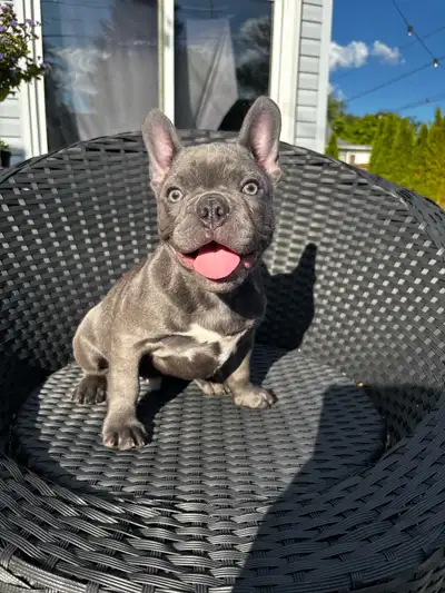looking for your best friend/soul dog!?!, View more