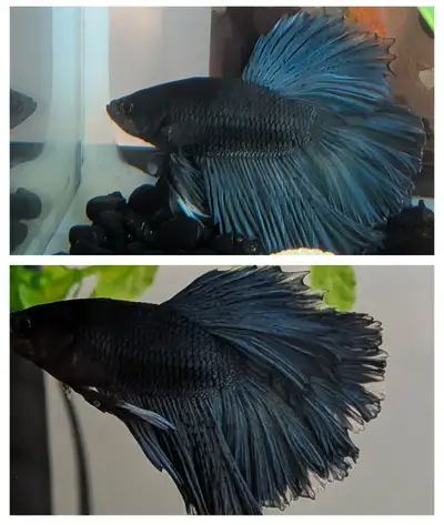 10 gallon aquarium with Betta, View more