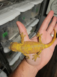Female PI Chahoua Gecko