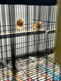  Society finch for sale $20 each or $60 for 4