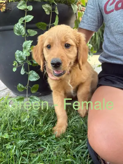 Red Golden Retriever Puppies 1 female left!, View more