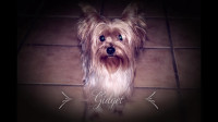rehoming 7 yrs old female yorkie