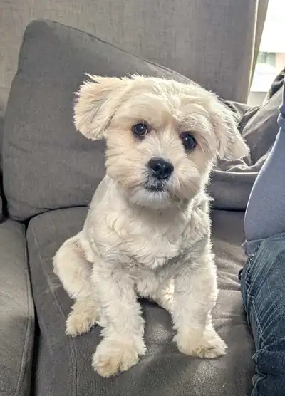 Beautiful 17mth Morkie for Rehoming, View more