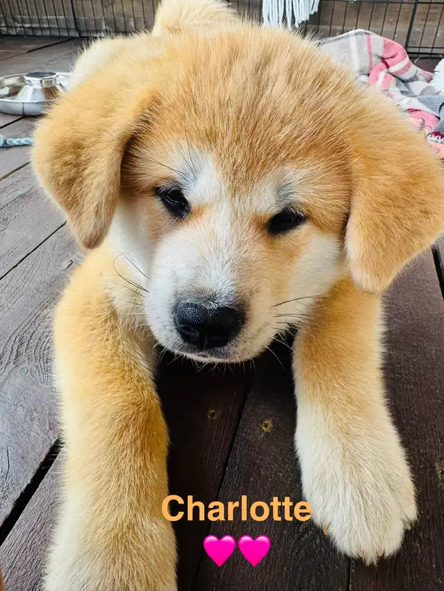 Akita Inu in Dogs & Puppies for Rehoming in Laurentides - Image 5