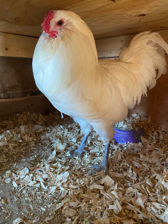 SPRING 2024 chicks and hatching eggs in Livestock in Summerside - Image 2