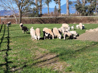 Sheep, ewe lamb pairs.
