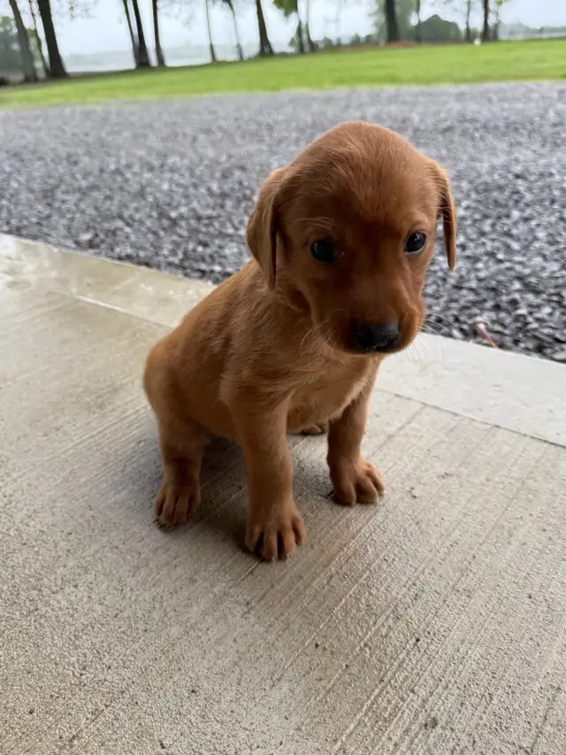 ckc yellow fox red Labrador retriever puppies in Dogs & Puppies for Rehoming in Norfolk County - Image 5