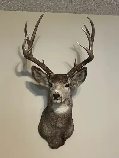 Mule Deer Mount, View more