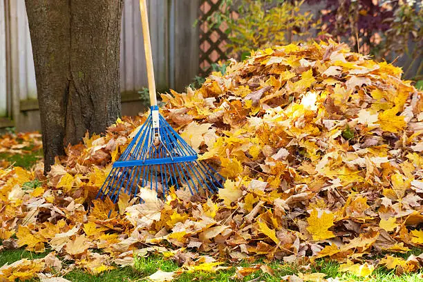 Leaf Collection Service & Fall Maintenance