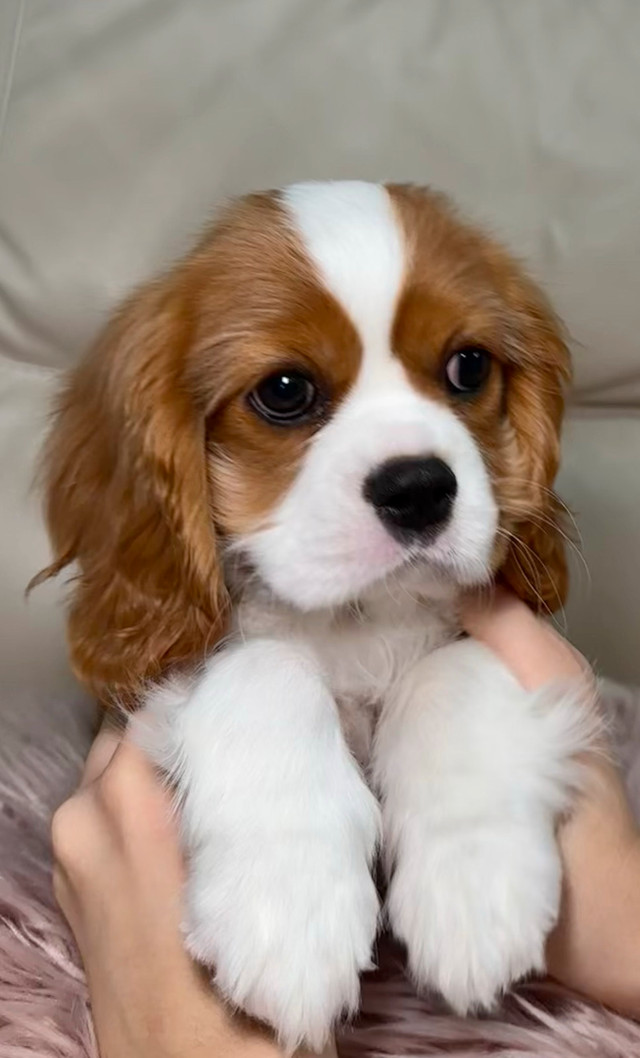 Boy Cavalier King Charles Spaniel, European registration in Dogs & Puppies for Rehoming in Markham / York Region - Image 4