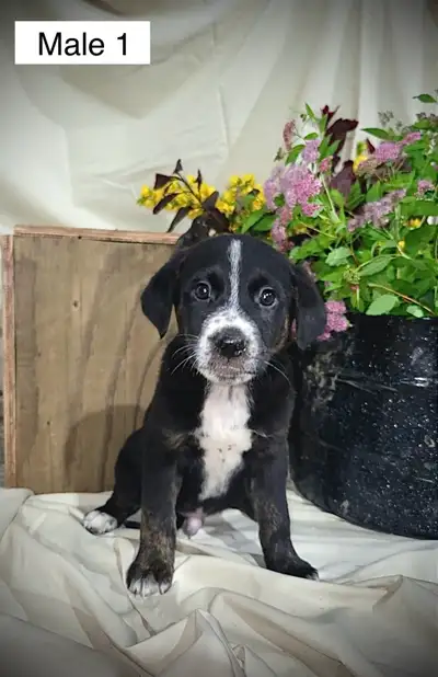 Puppies For Sale, View more