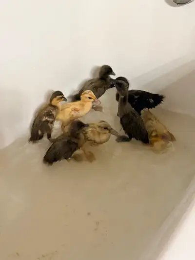 5 Trout runner duck x indian runner ducks available. 3 weeks old. Located just outside langdon $25 e...