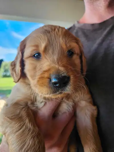 golden retriever puppies, View more